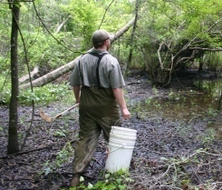Larvae collecting in a mayhaw flat